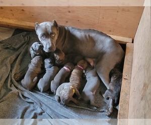 Mother of the Cane Corso puppies born on 05/29/2022