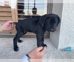 Small Photo #15 Cane Corso Puppy For Sale in RANCHO PALOS VERDES, CA, USA