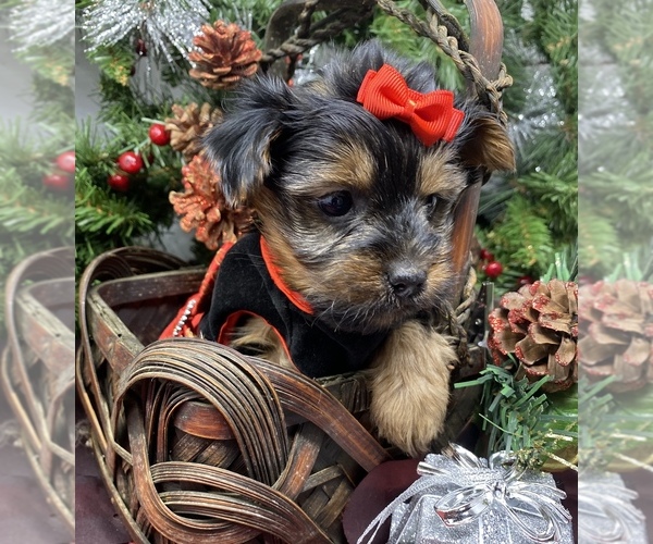 Medium Photo #40 Shorkie Tzu-Yorkshire Terrier Mix Puppy For Sale in SELLERSBURG, IN, USA