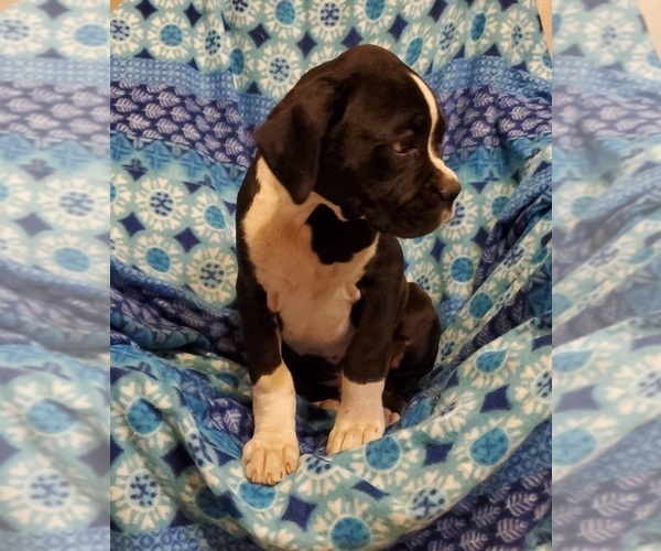 Medium Photo #6 Boxer Puppy For Sale in PINE CITY, MN, USA