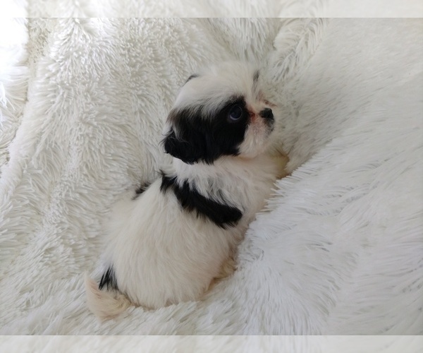 Medium Photo #1 Shih Tzu Puppy For Sale in DOUGLAS, GA, USA