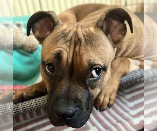 Medium Photo #33 Boxer-Unknown Mix Puppy For Sale in Holly Springs, NC, USA