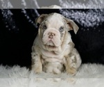 Small #1 English Bulldog
