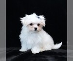 Small #2 Maltese