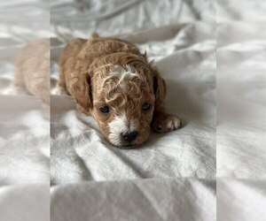 Poodle (Toy) Puppy for sale in DENVER, CO, USA