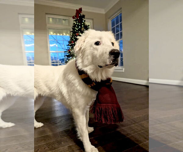 Medium Photo #6 Great Pyrenees Puppy For Sale in Spring, TX, USA