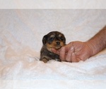 Small #9 Poodle (Toy)-YorkiePoo Mix