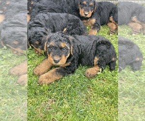 Airedale Terrier Puppy for sale in MOUNT JULIET, TN, USA