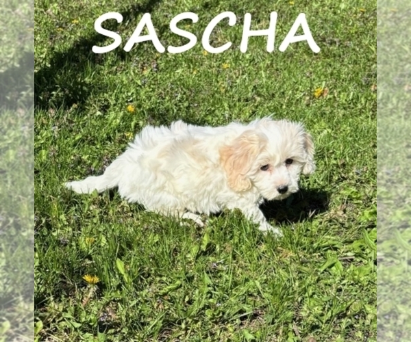 Medium Photo #2 Cockapoo (Miniature) Puppy For Sale in HARTLAND, MN, USA