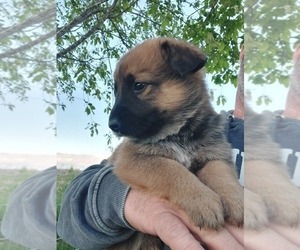 Australian Cattle Dog-German Shepherd Dog Mix Puppy for sale in THORP, WI, USA