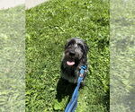 Small #3 Poodle (Standard) Mix