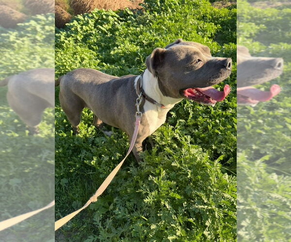 Medium Photo #6 American Staffordshire Terrier-Unknown Mix Puppy For Sale in Lake Forest, CA, USA