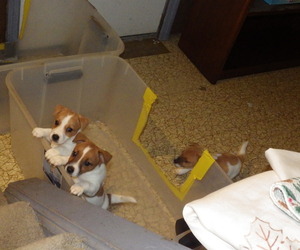 Jack Russell Terrier Litter for sale in CINCINNATI, OH, USA