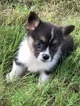 Small Photo #3 Pembroke Welsh Corgi Puppy For Sale in CASTROVILLE, TX, USA