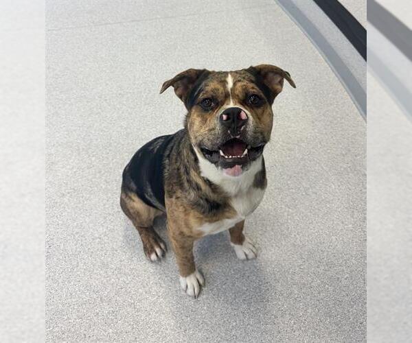 Medium Photo #2 American Bulldog Puppy For Sale in Toronto, Ontario, Canada