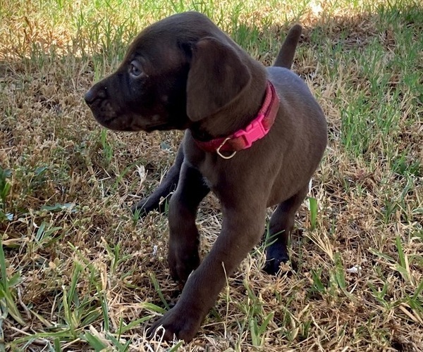 View Ad: German Shorthaired Pointer Puppy for Sale near California, MORENO VALLEY, USA. ADN-210092