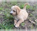 Small Photo #4 Goldendoodle Puppy For Sale in CANON, GA, USA