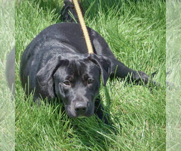 Medium Photo #4 Mutt Puppy For Sale in Huntley, IL, USA