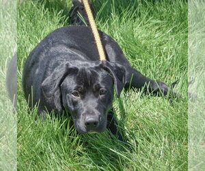 Xena - Female Mutt Dog for Adoption - Photo #4