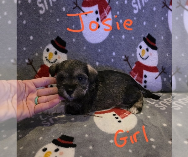 Medium Photo #31 Chizer Puppy For Sale in MONTEZUMA, GA, USA