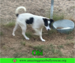 Small #25 Jack Russell Terrier Mix