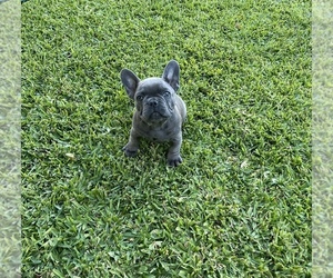 French Bulldog Puppy for sale in LAKEWOOD, CA, USA