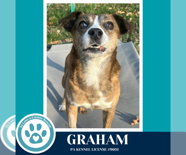 Medium Photo #6 Mutt Puppy For Sale in Kimberton, PA, USA