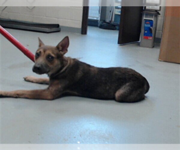 Medium Photo #1 German Shepherd Dog-Unknown Mix Puppy For Sale in Fayetteville, NC, USA