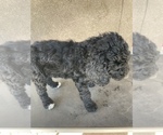 Small Photo #14 Poodle (Standard) Puppy For Sale in BAKERSFIELD, CA, USA