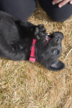 Medium Photo #2 Labrador Retriever Puppy For Sale in FLAGLER, CO, USA
