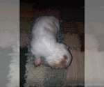 Small Photo #5 Dachshund Puppy For Sale in HAMILTON, MO, USA