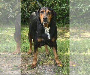 Black and Tan Coonhound-Rottweiler Mix Dogs for adoption in Wetumpka, AL, USA