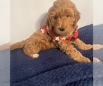 Small Photo #22 Goldendoodle (Miniature) Puppy For Sale in LOVES PARK, IL, USA