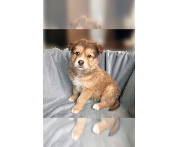 Medium Photo #8 Border Collie-Unknown Mix Puppy For Sale in New York, NY, USA