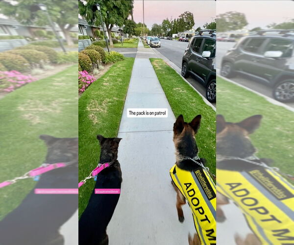 Medium Photo #30 German Shepherd Dog-Unknown Mix Puppy For Sale in Lake Forest, CA, USA