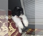 Small #11 Shih Tzu