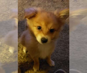 Paperanian Puppy for sale in NORTH IRWIN, PA, USA