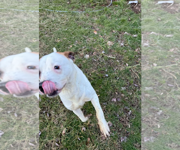 Medium Photo #3 Boxer Puppy For Sale in Burnsville, MN, USA