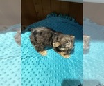 Small #4 Yorkshire Terrier