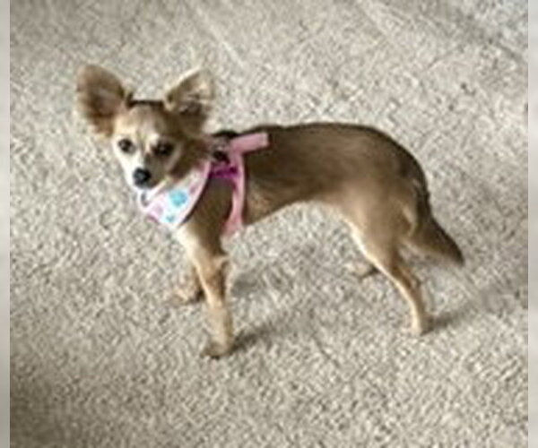 Medium Photo #5 Chihuahua Puppy For Sale in Allentown,, PA, USA