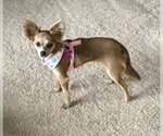 Small #4 Chihuahua