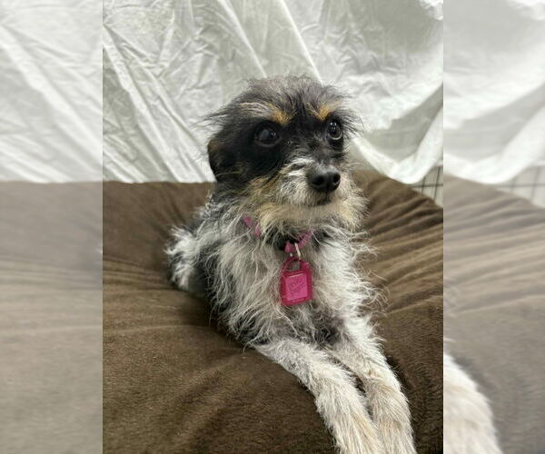 Medium Photo #4 Mutt Puppy For Sale in Mukwonago, WI, USA