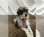 Small #3 Mutt