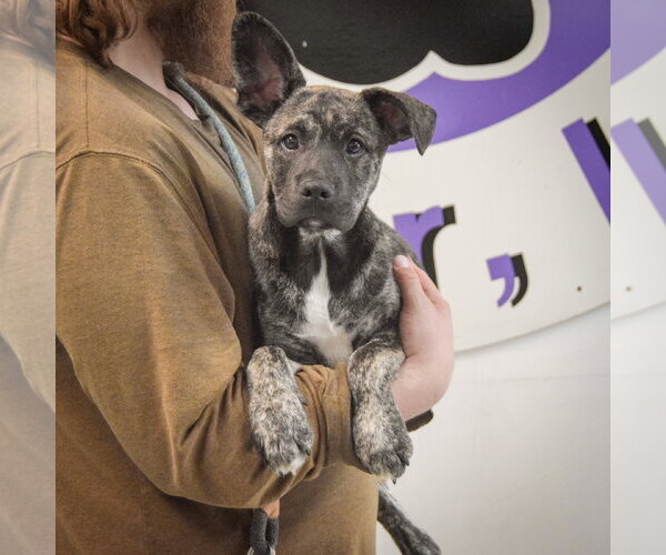 Medium Photo #3 Shollie Puppy For Sale in Huntley, IL, USA