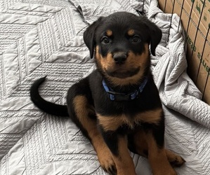 Medium Rottweiler