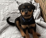 Puppy Mr Blue Rottweiler