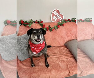 Ollie (Noah) Alabama - Male Beagle-Unknown Mix Dog for Adoption - Photo #11