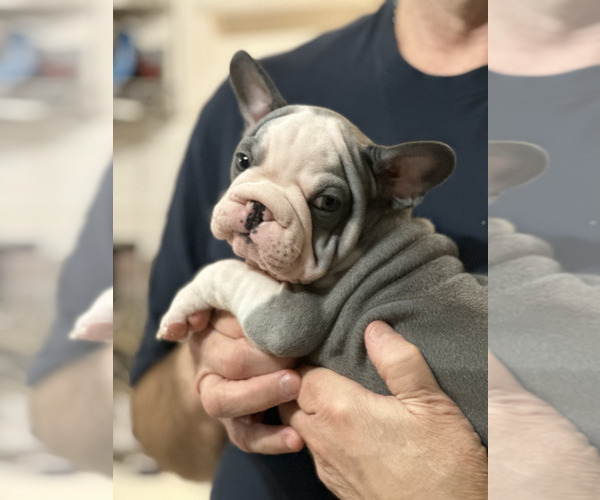 Medium Photo #5 French Bulldog Puppy For Sale in JUNCTION CITY, OR, USA