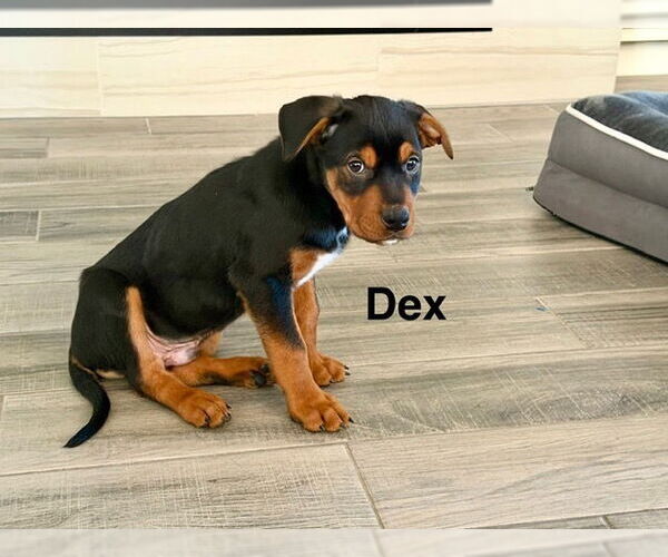 Medium Photo #1 Labrottie Puppy For Sale in Lakewood, CO, USA