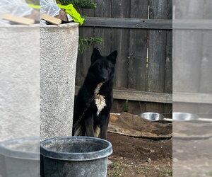 Australian Kelpie-Unknown Mix Dogs for adoption in Stockton, CA, USA